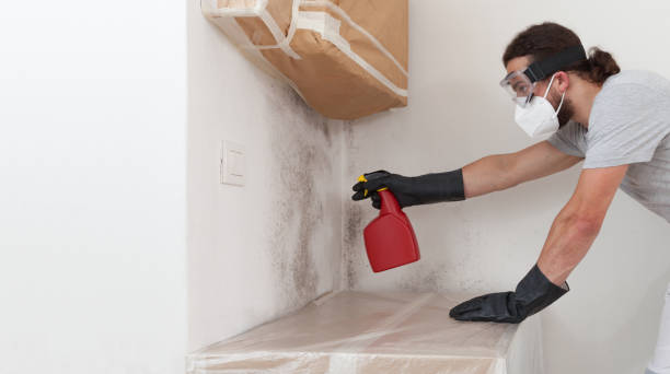 Professional Basement Mold Remediation technician working in Stoneham, MA